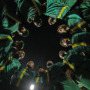 TKR Lose to Jamaica Kingsmen by 7 Runs: DLS Explained | CPL 2026